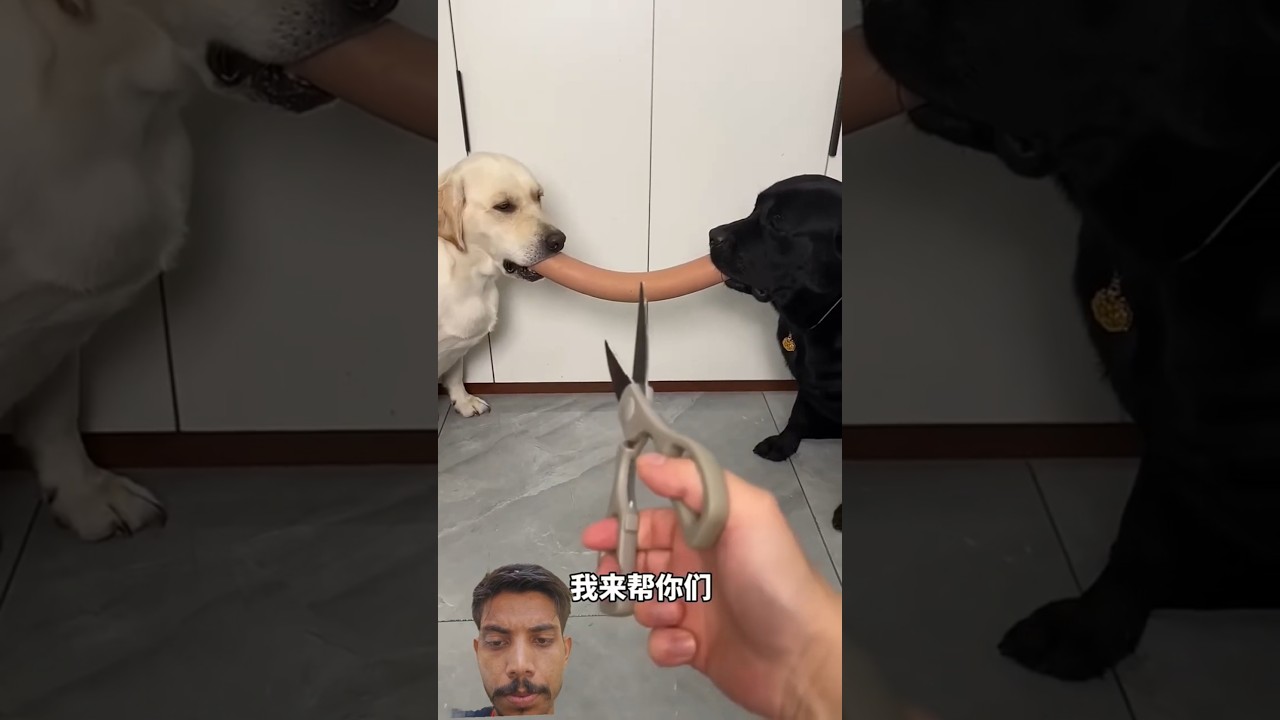 so sad 😭 ✅️  #shorts #viral #labrador #cutedog #ytshorts