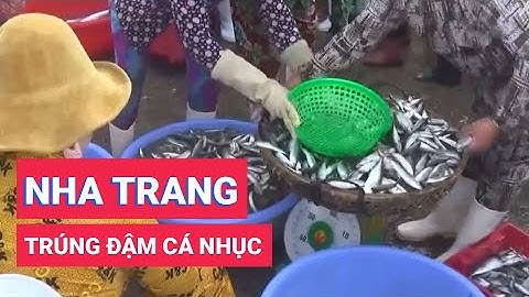 Ngư dân Nha Trang trúng đậm cá nục