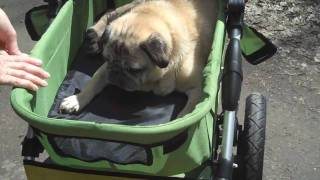 Canada's Coolest Dog Stroller for Older Dogs