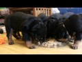 Hungry Rottweiler puppies