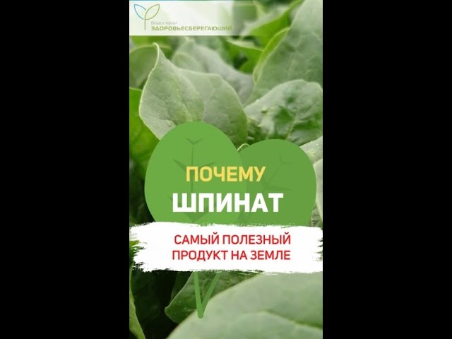Почему шпинат – самый полезный продукт на Земле