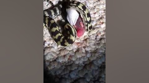Jungle Carpet Python Eating