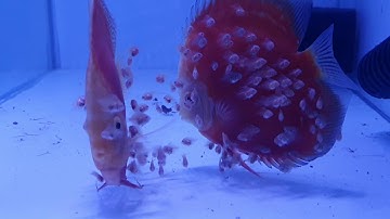 Cá đĩa sinh sản