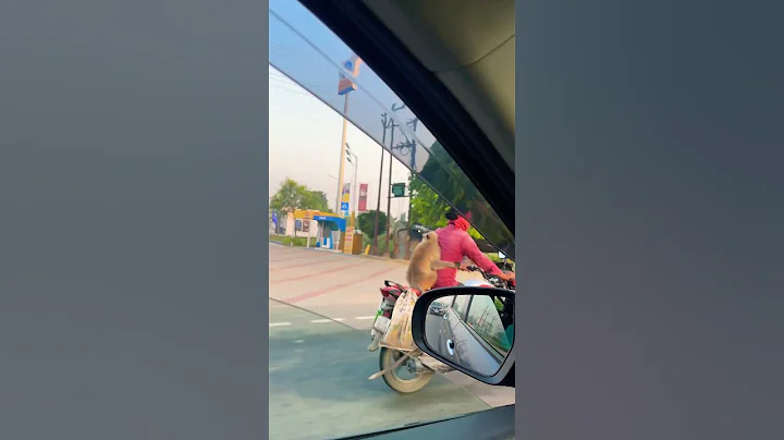 Heartwarming Monkey Hugs Master on Epic Bike Adventure 🐒🚲