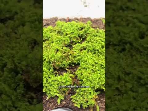 Vídeo: Musgo em vasos de plantas: dicas sobre como cultivar musgo em recipientes