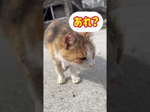 ニャンコキャンプ場④2024.3半ば#shorts #cat #キャンプ場猫 #vlog #ねこ #ネコ #猫 #skroughgarage #ラフガレ