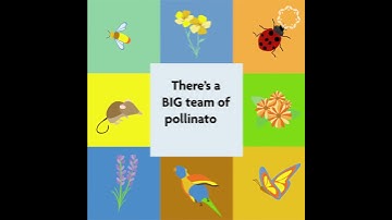 Pollinators, Pollinators, Pollinators!