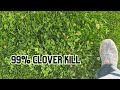 How to kill clover for good completely