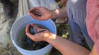 Pusimos mas de 2,000 tilapias en la presa