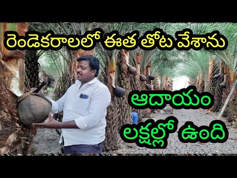        EETHA KALLU PALM WINE  Rythu Tv    