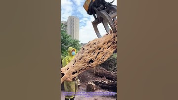Root Carving Prep: Cleaning Tree Roots with High-Pressure Water