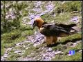 El pájaro de barro vuelve a los Picos de Europa