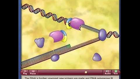 Replicacion del ADN_Como se añaden los nucleotidos
