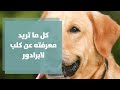 كل ما تريد معرفته عن كلب لابرادور 