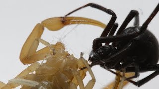 Black Widow Tangles Up And Bites Scorpion (Warning: May be disturbing to some viewers)