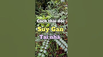 Gan Sạch, Người Khỏe Nhờ Bài Thảo Dược Cực Mạnh – Ai Gan Yếu Cũng Nên Xem