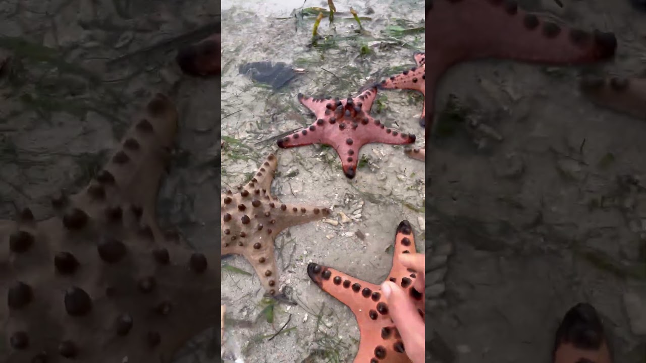 UNLI STARFISH 