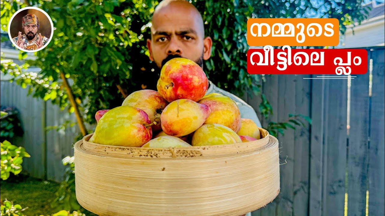 DAILY VLOG 6/ HOME GROWN PLUMS/ STR FRIED BEEF/ PORK PANTHI CURRY