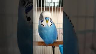 Muhabbet Kuşu Islık Sesi Resimi