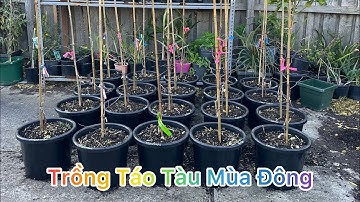 CUỘC SỐNG ÚC l CÁCH TRỒNG VÀ CHỌN GIỐNG CÂY TÁO TÀU NƠI XỨ LẠNH