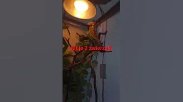 Zwierzęta 