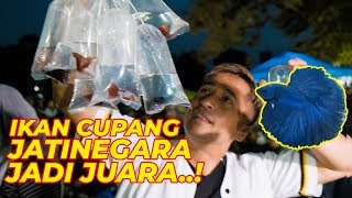 BELI IKAN CUPANG DI JATINEGARA, JADI JUARA..!