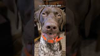 Wise words as always #gsp #germanshorthairedpointer #funnydog #wisewords #dog #dogvideos