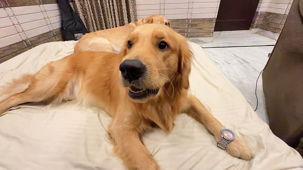 Reo Ne Meri Ghadi Phen Li😂