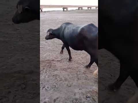 Buffalo 🐃 Breeding