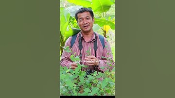 Cà Gai Leo – Hy vọng tự nhiên cho người bị viêm gan B, bạn đã thử chưa? #thaoduoc #Suckhoe #Cagaileo