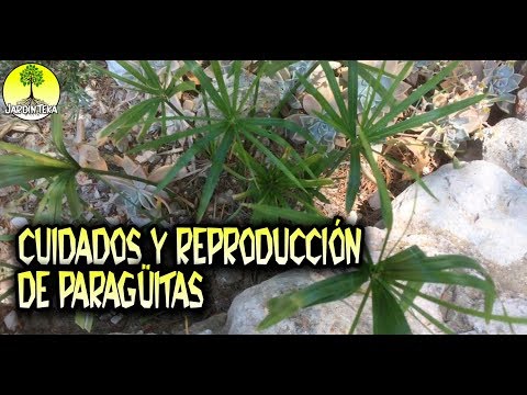 Video: Paraguas Agraciados De Astrania. Reproducción