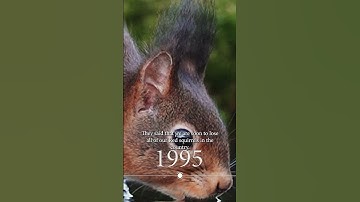 Red Squirrels will soon be EXTINCT #squirrel #nature #wildlife #documentary #rewilding