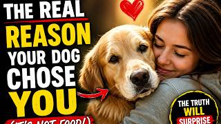 Why Your Dog Chose YOU (The Truth Will Surprise You!) 🐶❤️