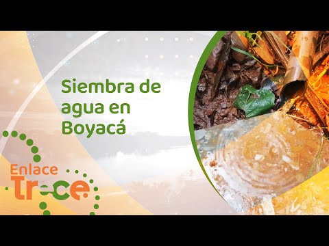 Una mujer en Boyacá se dedica a sembrar agua | Noticias Enlace Trece
