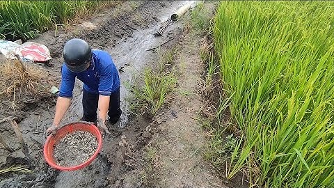 Giải cứu cá rô đồng mắc cạn (T88) hàng triệu con cá non 