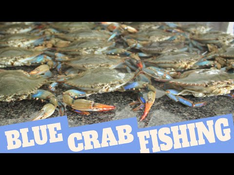 Crab Snare Fishing: Catching Blue Crabs - How To Catch Blue Crabs