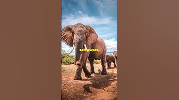 Elephants are self-aware.