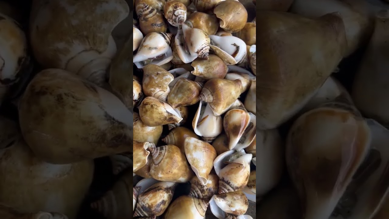 Snails in Cambodia are called one-legged snails