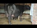 👍#ताऊ जी की शानदार 17 किलोग्राम दूध देने वाली,Top Quality Beautiful Superstar Murrah Buffalo