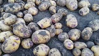 Нові сорти картоплі Воларе, Гопак та перевірені Тайфун, Фотинія