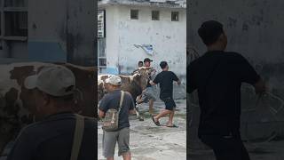 Kakak adik bawa sapi ngamuk