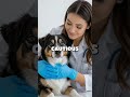 Effortless Pet Grooming: The Ultimate Rubber Glove Trick for Fur-Free Homes!