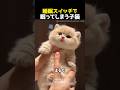 睡眠スイッチで眠ってしまう子猫