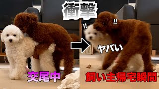 【一度バズった】飼い主が帰宅する寸前まで交尾をしていた子犬たち、カメラがその瞬間を捉えた