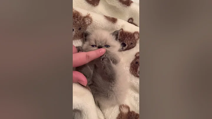 Video 5365271: exotic shorthair kitten blue, cute exotic shorthair kitten, exotic shorthair male, shorthair blue point, little exotic