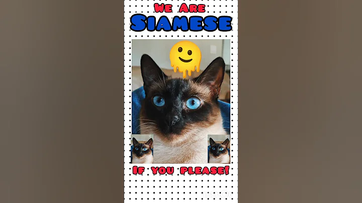 Video 11623841: kitten meow catlover siamese, cat kitten meow siamese, siamese cat pets kitten, siamese cats pets cute, siamese cat cute love