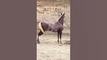 گھوڑوں اور گھوڑے کے نخرے 