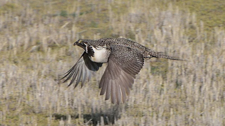 Managing Sage Grouse: Portraits Of Conservation And Industry