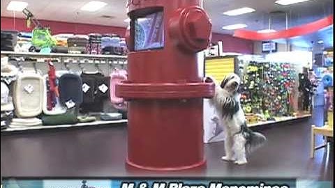 Focal Point Video Demo Reel