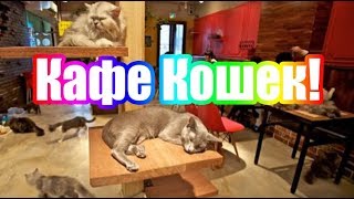 Кафе Кошек в Денвере! Колорадские кошки! Кошачье кафе! Кафе Кошек в Денвере! Колорадские кошки! Кошачье кафе!